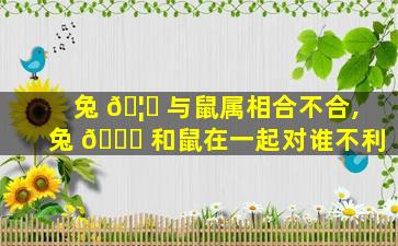 兔 🦁 与鼠属相合不合,兔 🐒 和鼠在一起对谁不利